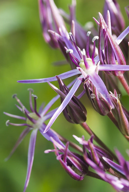 波斯之星(Allium christophi)观赏洋葱- V